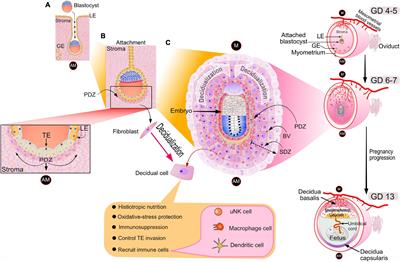 Illuminating the “Black Box” of Progesterone-Dependent Embryo Implantation Using Engineered Mice